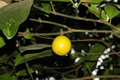 Garcinia talbotii